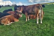 Limousin PBR Bulls