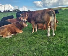 Limousin PBR Bulls