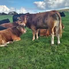 Limousin PBR Bulls