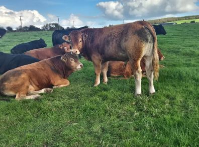 Limousin PBR Bulls