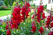 (S) Snapdragon Ruby seeds 0.2g (414901)