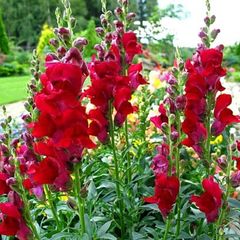 (S) Snapdragon Ruby seeds 0.2g (414901)