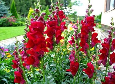 (S) Snapdragon Ruby seeds 0.2g (414901)