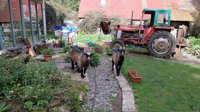 Kid goat male, neutered pigmy male, breeding male