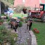 Kid goat male, neutered pigmy male, breeding male Image 7