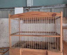 bird cages