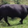 Pedigree Aberdeen Angus Bull  Ennis Mart 09/07 Image 4