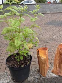 Lemon balm plant