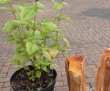 Lemon balm plant