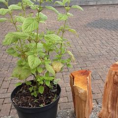 Lemon balm plant