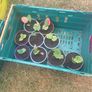 Rhubarb plants Image 2
