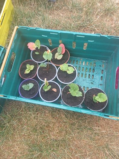 Rhubarb plants