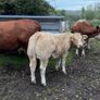 Weaning Bulls & Heifers Mohill Mart Oct 7th & 14th Image 2