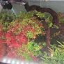 planted tank 250 liter Image 5