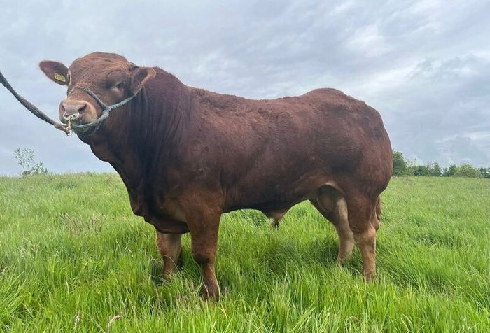 Pedigree limousin bull