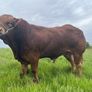 Pedigree limousin bull Image 2