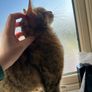 cat Image 3