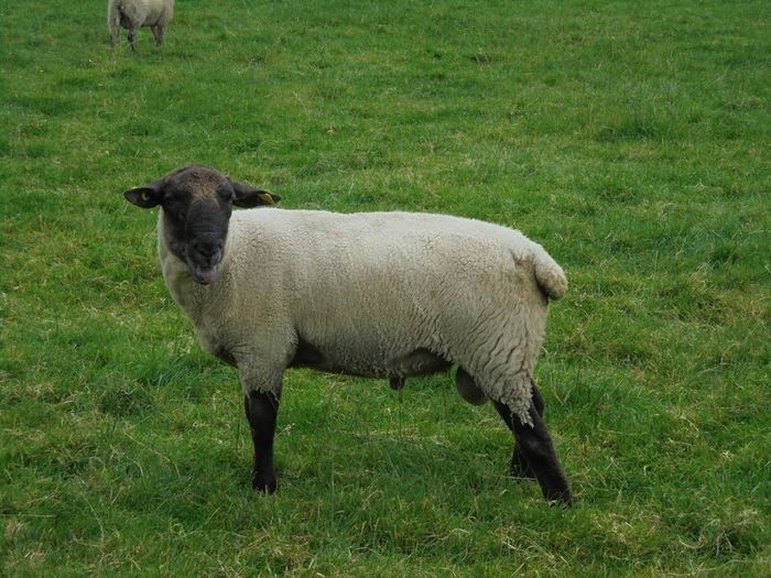 Teaser Rams    For Hire ..... Hire Available !!
