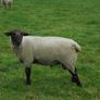 Teaser Rams    For Hire ..... Hire Available !! Image 7