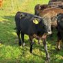 AA reared Calfs Image 2