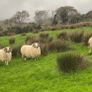 Hoggot Rams Image 3