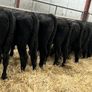 25 Top Quality Angus Bulls Image 6