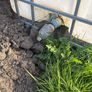 ibc tank Image 2