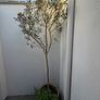 Olive Tree Image 2