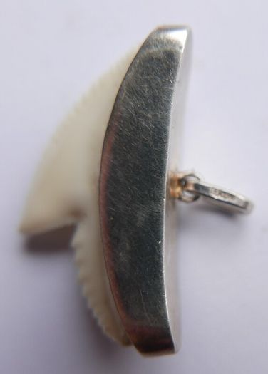 Vintage Sterling Silver Mounted Sharks Tooth Pendant