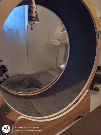 cat exercise treadmill