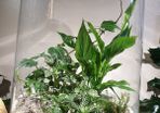 Forest in a jar H38 x W25cm