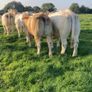 Charolais heifers Image 7