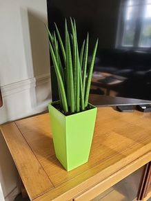 Sansevieria Cylindrica planter