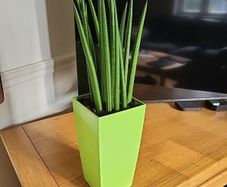 Sansevieria Cylindrica planter