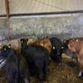 Organic Wealings Image 7