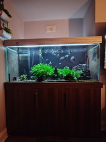600l fish tank with fish& filter