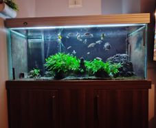 600l fish tank with fish& filter