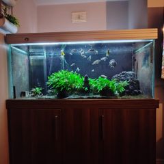 600l fish tank with fish& filter