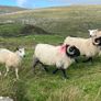 Blackface Rams Image 9