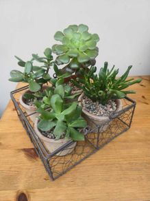 Succulents