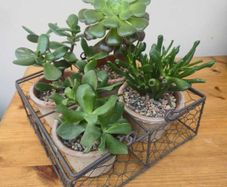 Succulents