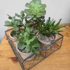 Succulents