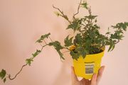 Ivy Houseplant