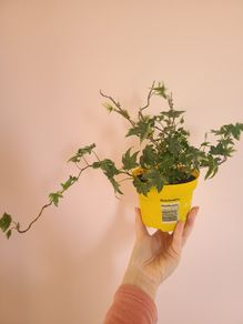 Ivy Houseplant