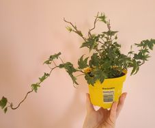 Ivy Houseplant