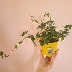 Ivy Houseplant