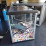 fish Image 2