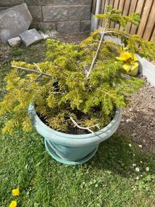 plants