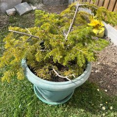 plants