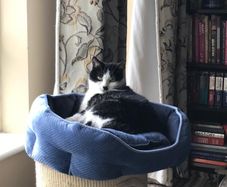 cat
